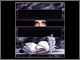 1466- Vita Nova 2003- La donna gentile- acrilico su tela lino-cm.80x90